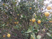 cantara Calatabiano18032012 057
